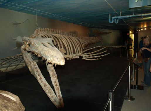 File:Bruce in Canadian Fossil Discovery Centre Morden Manitoba Canada.JPG -  Wikimedia Commons
