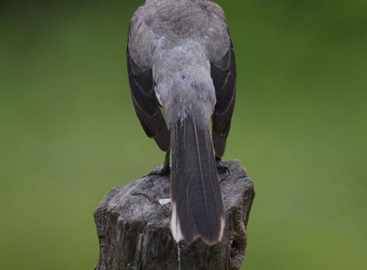 File:Mimus gilvus Crooked Tree.JPG - Wikimedia Commons