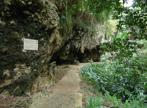 Файл:WELCHMAN HALL GULLY TROPICAL PRESERVE - BARBADOS.jpg — Википедия