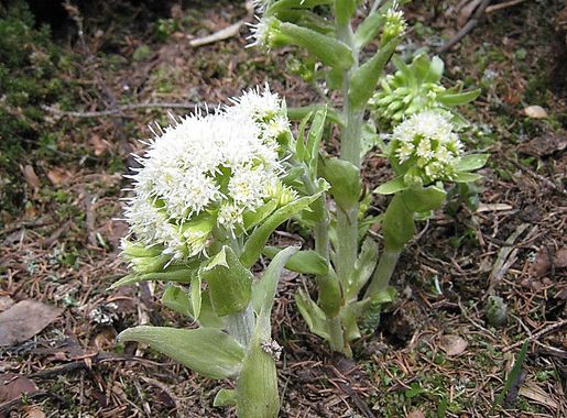 File:Petasites spurius blossom.jpg - Wikimedia Commons