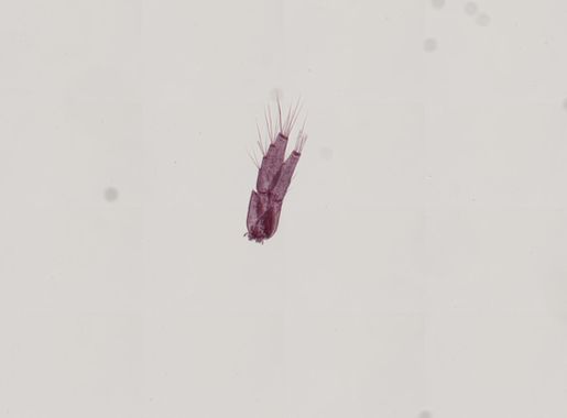 Fil:Quadrimaera quadrimana (YPM IZ 024116).jpeg – Wikipedia