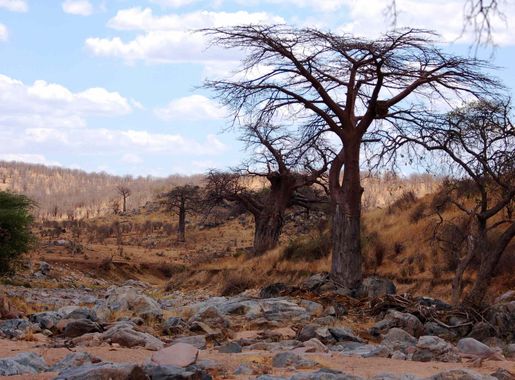 File:Dry Ruaha River and.jpg - Wikimedia Commons