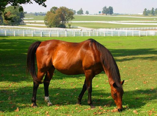 File:Khp.jpg - Wikipedia