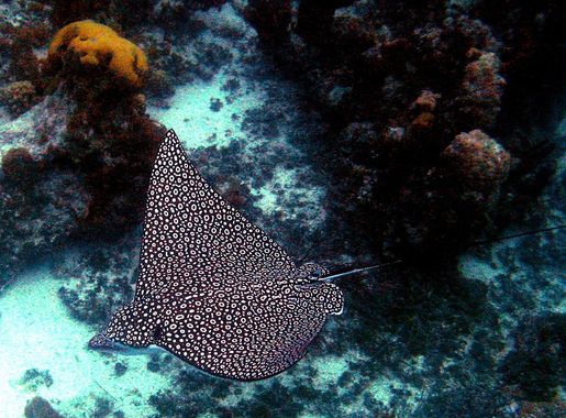 File:Eagle Ray Turks and Caicos Dec 15 2006.JPG - Wikimedia Commons