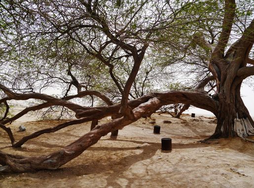 File:Bahrain Tree of Life 19.jpg - Wikimedia Commons