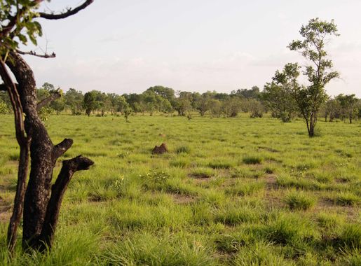 Archivo:Comoe Savannah 2.jpg - Wikipedia, la enciclopedia libre