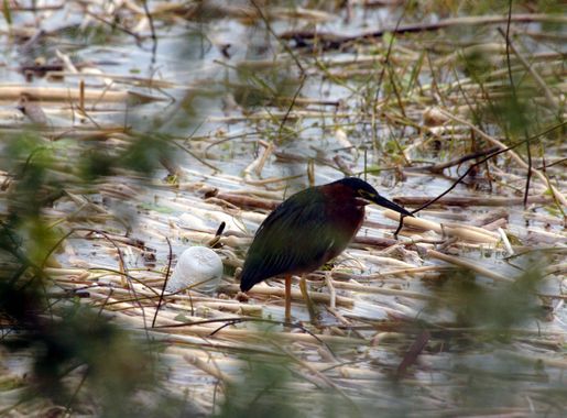 File:CROOKED TREE WILDLIFE SANCTUARY - BELIZE.jpg - Wikimedia Commons
