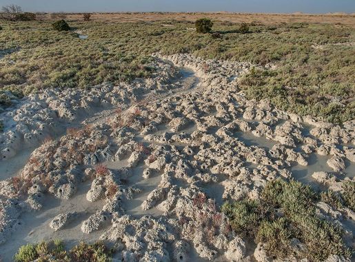 File:Mud crab burrows in a salt marsh near Al Thakhira.jpg - Wikimedia  Commons