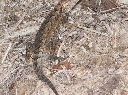 File:LIZARD, SOUTHERN EASTERN FENCE (Sceloporus undulatus consobrinus)  (11-9-13) quinta mazatlan, mcallen, tx (11151919064).jpg - Wikimedia Commons