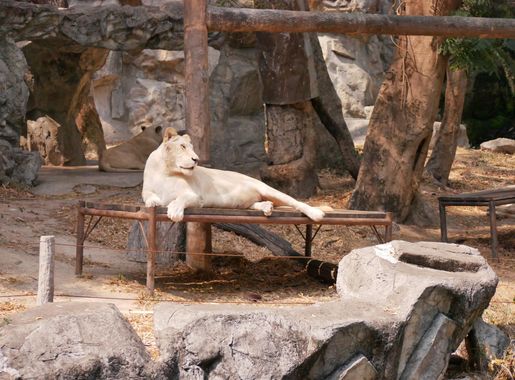 ไฟล์:สิงโตขาว สวนสัตว์เชียงใหม่ White Lion in Chiang Mai Zoo (1).jpg -  วิกิพีเดีย