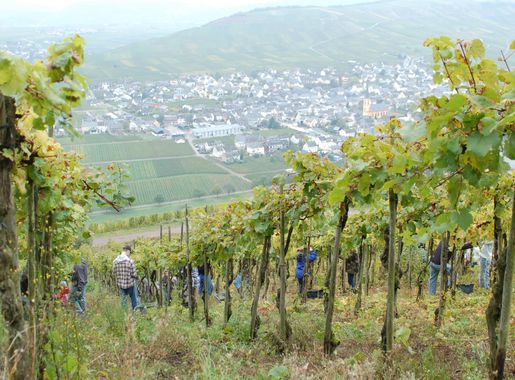 Harvesting Mosel gold > Spangdahlem Air Base > Display