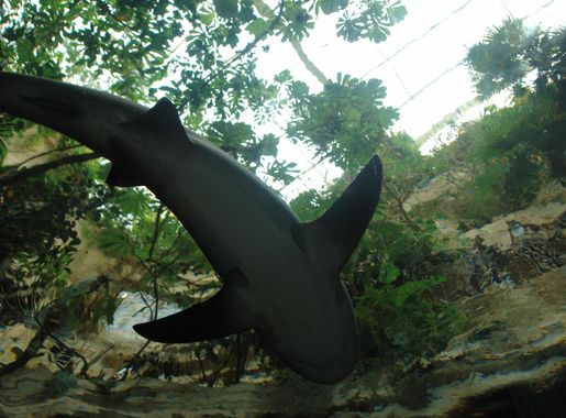 File:Underside of a shark, Dallas World Aquarium 2.JPG - Wikimedia Commons