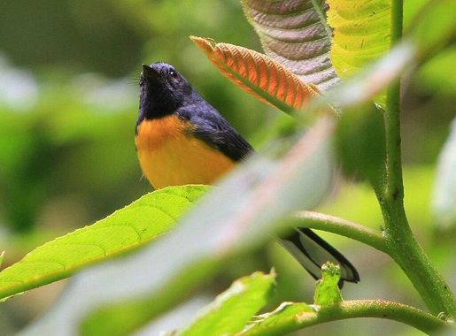 File:Myioborus miniatus -Costa Rica-8b.jpg - Wikimedia Commons