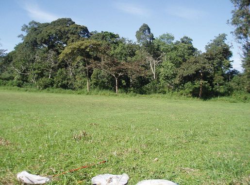 File:Forest Edge Habitat Kibale National Park.JPG - Wikipedia