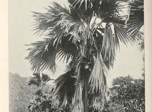 File:FMIB 36520 Coco de Mer, Praslin Island, Seychelles.jpeg - Wikimedia  Commons