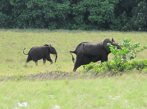 File:Gabon Loango National Park Elephant with offspring.jpeg - Wikimedia  Commons