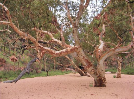 File:Simpsons Gap GumTree.JPG - Wikimedia Commons