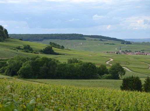 File:Sur le flanc nord de la montagne de Reims DSC 0235.JPG - Wikimedia  Commons