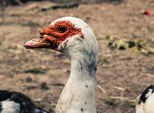 Free picture: head, duck, close-up, details, eye, duck bird, beak, waterfowl,  wildlife, animal