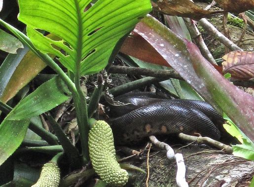 File:Hidden anaconda, beside the river (6236373226).jpg - Wikimedia Commons