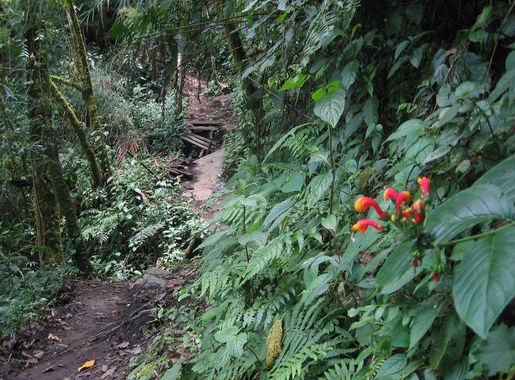 Archivo:DirkvdM sendero quetzales.jpg - Wikipedia, la enciclopedia libre