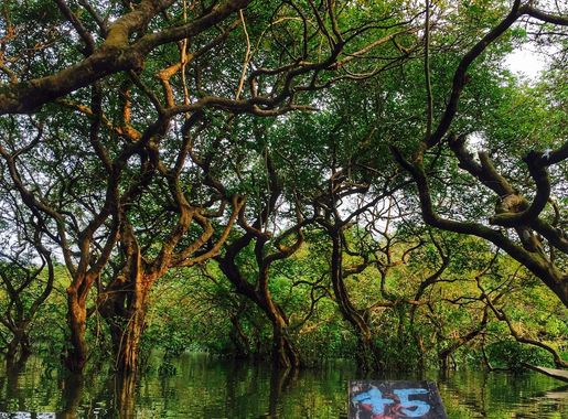 File:Boat ride in Ratargul Swamp Forest.jpg - Wikimedia Commons