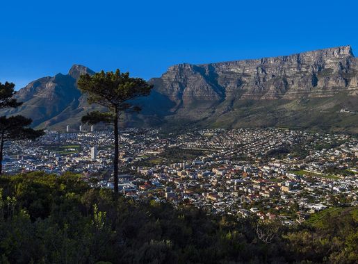 File:Table Mountain, City Bowl and pine trees from Signal Hill.jpg -  Wikimedia Commons