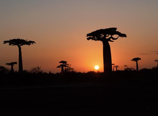 Fichier:Allée de Baobab au coucher de soleil, Madagascar.jpg — Wikipédia