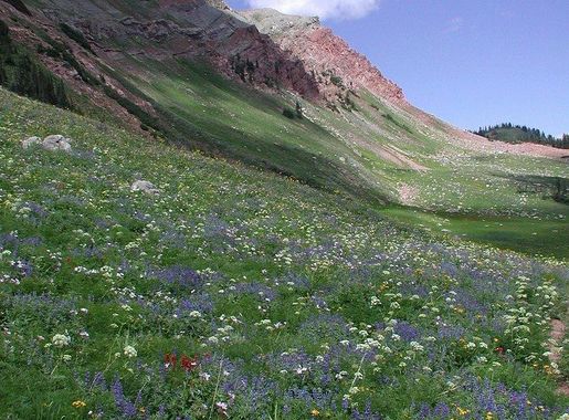 Wildflowers and views north towards | Free Photo - rawpixel