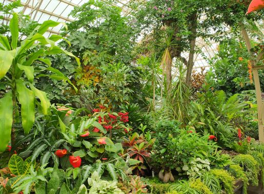 File:Tropical plants inside Cuningham House conservatory (Christchurch Botanic  Gardens).jpg - Wikimedia Commons