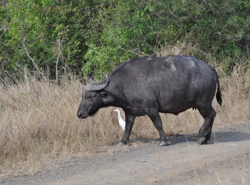 Free Images : nature, wildlife, horn, grazing, fauna, bull, bison, safari,  south africa, water buffalo, cattle like mammal, working animal 4288x2848 -  - 1006715 - Free stock photos - PxHere