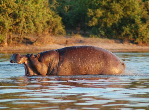 File:Chobe River Front, Botswana (2625522362).jpg - Wikimedia Commons