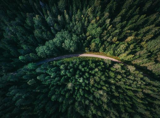 Free Images : tree, forest, road, flower, green, jungle, aerial view, drone  view, vegetation, rainforest, habitat, ecosystem, aerial photography,  biome, natural environment 4000x3000 - - 82623 - Free stock photos - PxHere
