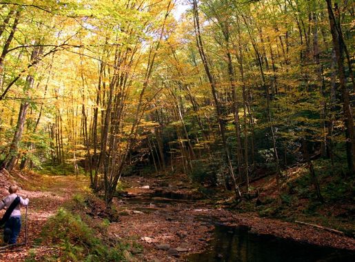 File:Seneca-creek-trail-6 - West Virginia - ForestWander.jpg - Wikimedia  Commons