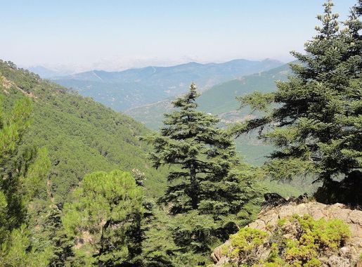 File:Los Reales de Sierra Bermeja (Málaga, España) 06.JPG - Wikimedia  Commons