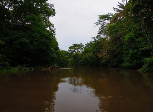 Archivo:View of Caño Negro Wildlife Reserve.JPG - Wikipedia, la  enciclopedia libre