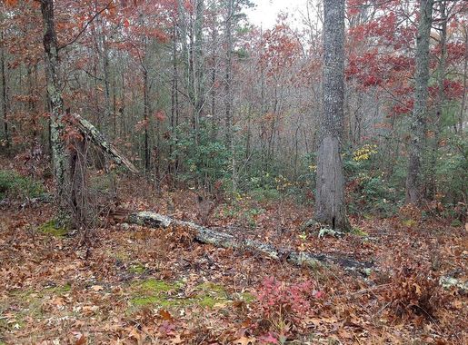 File:Fort Armistead site Autumn leaves and fallen trees within the Cherokee National  Forest in Tenneesee (7a091bc1-7ca1-4796-b46f-47e58d593adf).JPG - Wikimedia  Commons