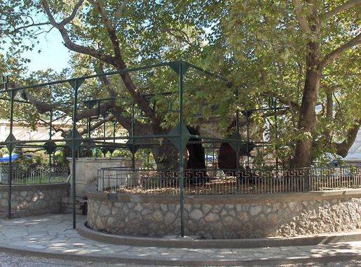 File:Plane tree of Hippocrates.jpg - Wikipedia
