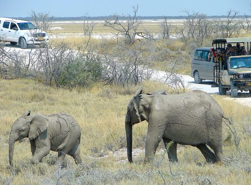File:Game Drive at Etosha National Park, Namibia.jpg - Wikimedia Commons