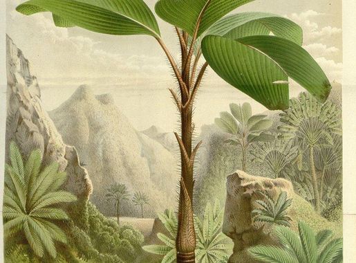 Jungle Palm Images | Free Photos, PNG Stickers, Wallpapers & Backgrounds -  rawpixel