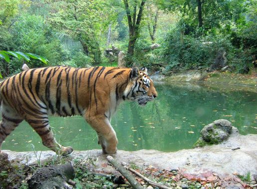 Free Images : landscape, forest, grass, wilderness, wildlife, wild, zoo,  jungle, mammal, national park, fauna, bank, tiger, safari, organism, nature  reserve, big cats, terrestrial animal 4000x2248 - - 757850 - Free stock  photos - PxHere