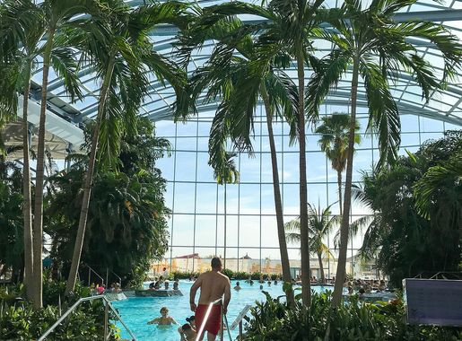 File:Palms in Romanian water park Therme București (47981469533).jpg -  Wikimedia Commons