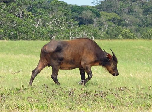File:Gabon Loango National Park Wild Buffalo Single.jpeg - Wikimedia Commons