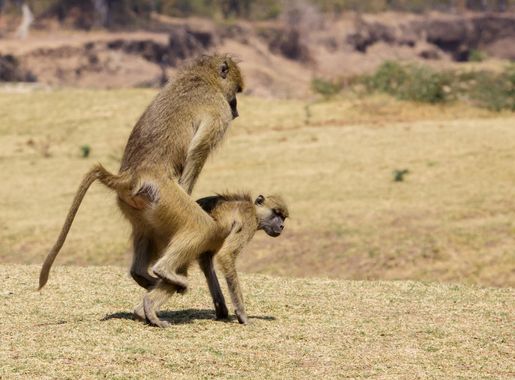 File:Yellow Baboon mating (Papio cynocephalus).jpg - Wikimedia Commons