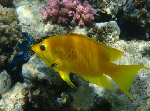 File:Slingjaw Wrasse, Fort Arabesque, Hurghada, Red Sea Governorate, Egypt  imported from iNaturalist photo 404798598.jpg - Wikipedia