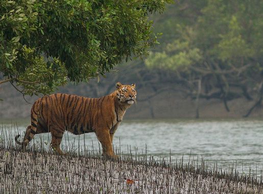 File:Sundarban Tiger.jpg - Wikipedia