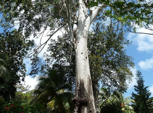 File:St. Vincent, Karibik - Botanical Garden of Kingstown - Eucalyptus tree  - panoramio.jpg - Wikimedia Commons