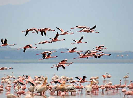 File:Flamingoes in Lake Nakuru National Park.jpg - Wikimedia Commons