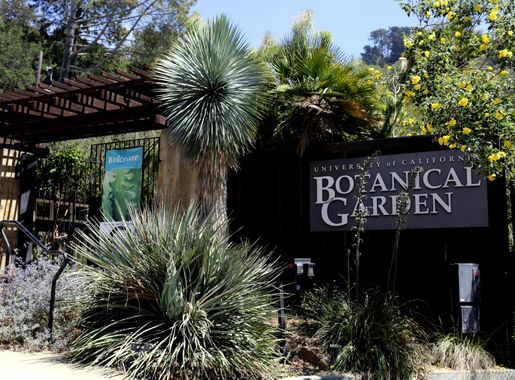 File:Botanischer Garten in Berkeley, California.JPG - Wikimedia Commons