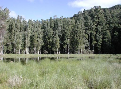 Whirinaki Te Pua-a-Tāne Conservation Park - Wikipedia